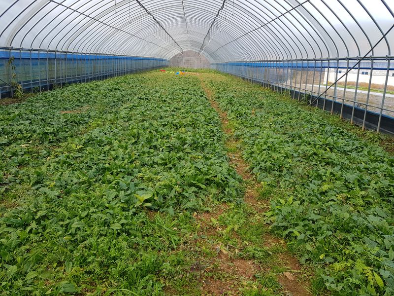 봄바다님의 장터 판매 상품 [시금치] 첨부 사진