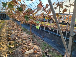 여우내 이순홍님의 포도 · 자유게시판 작성글 사진