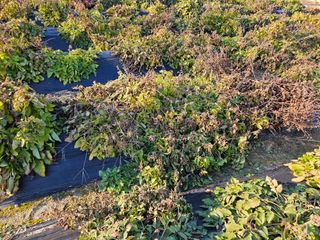 단삼님의 기타작물 · 자유게시판 작성글 사진