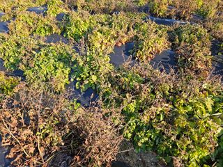 단삼님의 기타작물 · 자유게시판 작성글 사진