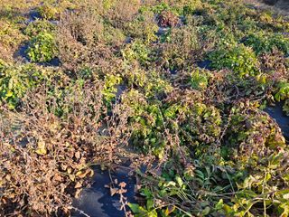 단삼님의 기타작물 · 자유게시판 작성글 사진