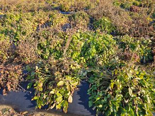 단삼님의 기타작물 · 자유게시판 작성글 사진