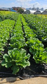 팜모닝 농사, 무엇이든 물어보세요!·참여글 게시글 이미지