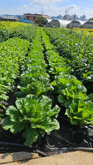 김동현님의 농사, 무엇이든 물어보세요! · 참여글 작성글 사진