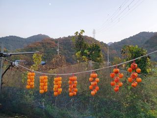 마평 농원님의 11월 내 작물 자랑하기 · 참여글 작성글 사진