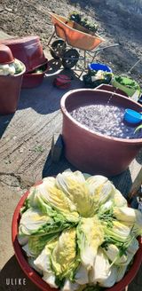 팜모닝 양배추·영농일지 게시글 이미지