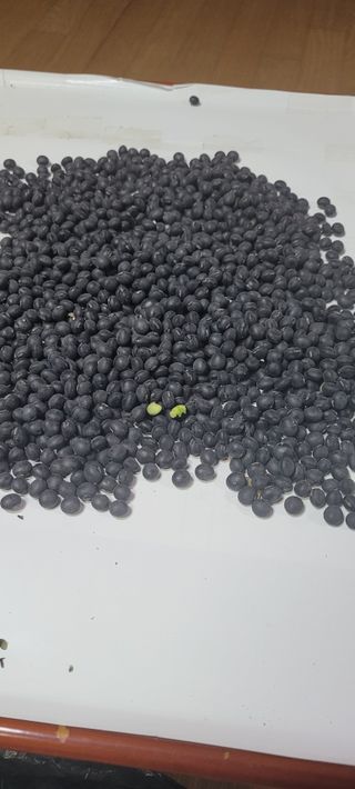 살구15128님의 11월 내 작물 자랑하기 · 참여글 작성글 사진