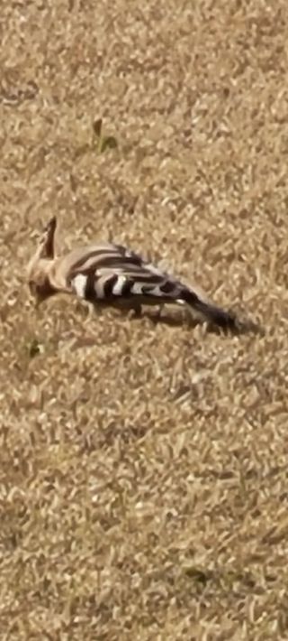 살구15128님의 11월 내 작물 자랑하기 · 참여글 작성글 사진