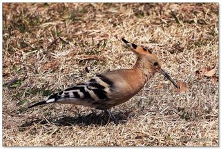 살구15128님의 11월 내 작물 자랑하기 · 참여글 작성글 사진