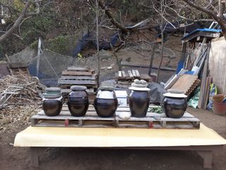 마평 농원님의 농사, 무엇이든 물어보세요! · 참여글 작성글 사진