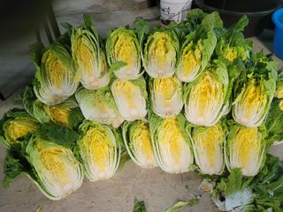  영천 천정구님의 배추 · 수확 작성글 사진