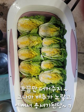  영천 천정구님의 배추 · 수확 작성글 사진