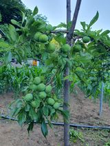 팜모닝 11월 내 작물 자랑하기·참여글 게시글 이미지