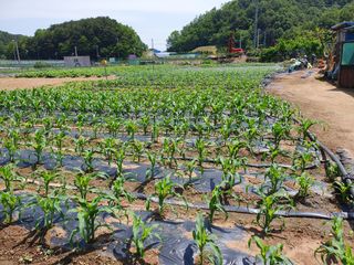 마평 농원님의 11월 내 작물 자랑하기 · 참여글 작성글 사진