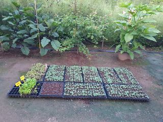 마평 농원님의 11월 내 작물 자랑하기 · 참여글 작성글 사진