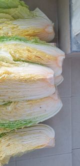 팜모닝 배추·병해충상담 게시글 이미지