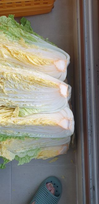 사또님의 배추 · 병해충상담 작성글 사진