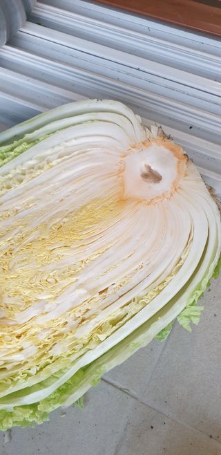 사또님의 배추 · 병해충상담 작성글 사진