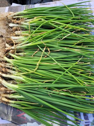 정찬영님의 농사, 무엇이든 물어보세요! · 참여글 작성글 사진