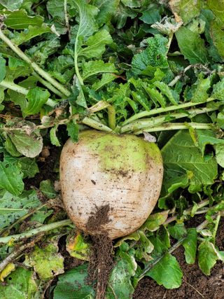 정찬영님의 농사, 무엇이든 물어보세요! · 참여글 작성글 사진