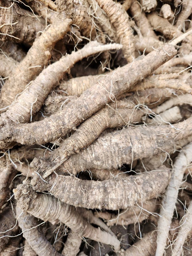 장터 상품 [더덕4키로 ] 썸네일