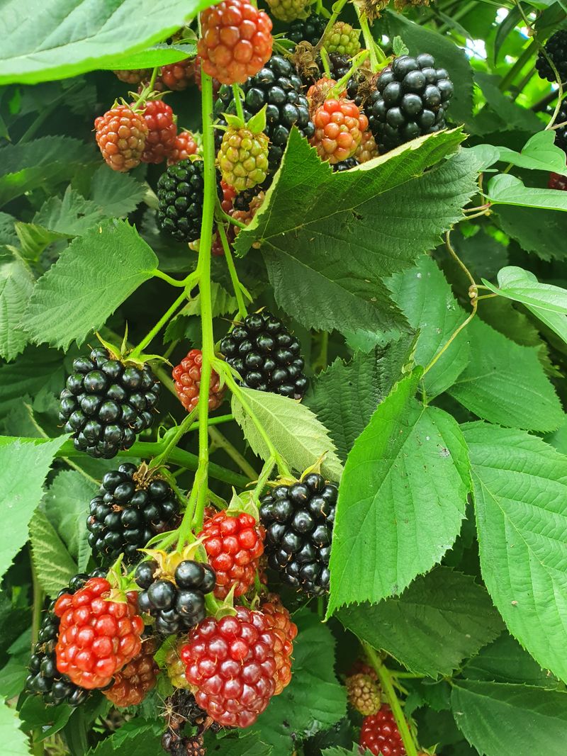 오대원님의 장터 판매 상품 [루비에스사과 수퍼복분자 블랙 베리 왜성호두 민엄나무묘목 포도묘목 판매합니다 ] 첨부 사진