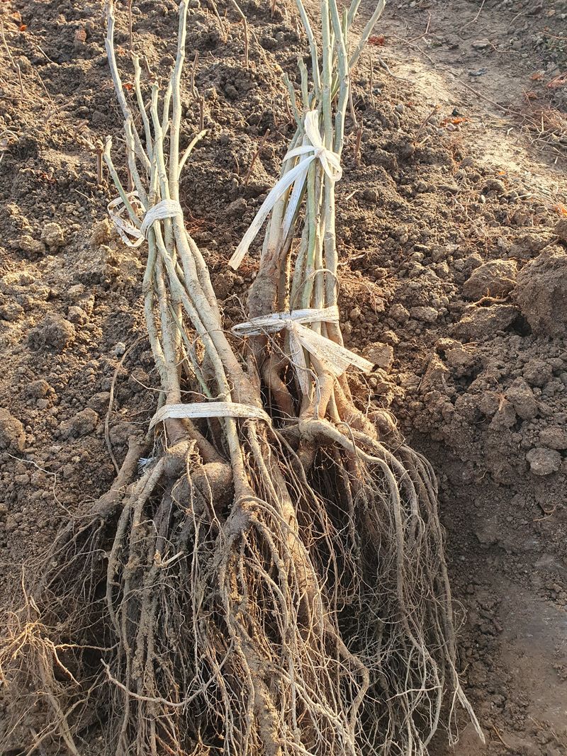 오대원님의 장터 판매 상품 [루비에스사과 수퍼복분자 블랙 베리 왜성호두 민엄나무묘목 포도묘목 판매합니다 ] 첨부 사진