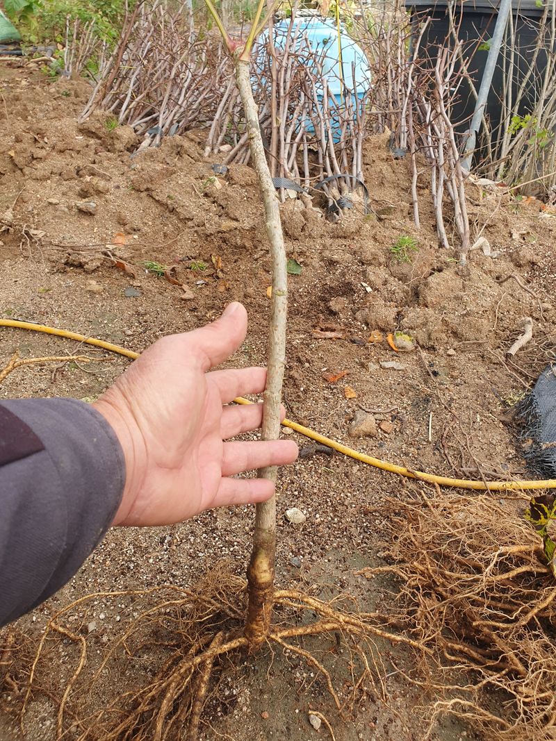 오대원님의 장터 판매 상품 [루비에스사과 수퍼복분자 블랙 베리 왜성호두 민엄나무묘목 포도묘목 판매합니다 ] 첨부 사진