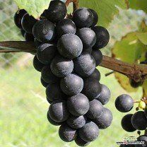 오대원님의 장터 판매 상품 [루비에스사과 수퍼복분자 블랙 베리 왜성호두 민엄나무묘목 포도묘목 판매합니다 ] 첨부 사진