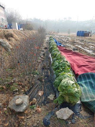 소병찬님의 배추 · 저장•가공 작성글 사진