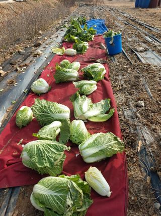 소병찬님의 배추 · 저장•가공 작성글 사진