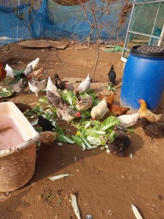 소병찬님의 배추 · 저장•가공 작성글 사진