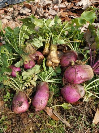 소병찬님의 배추 · 저장•가공 작성글 사진