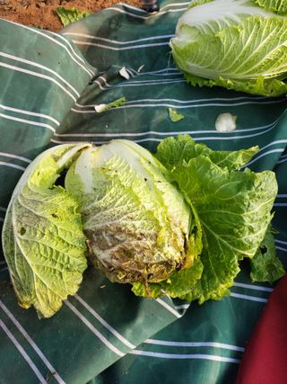 소병찬님의 배추 · 저장•가공 작성글 사진