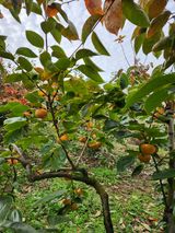 팜모닝 농사, 무엇이든 물어보세요!·참여글 게시글 이미지