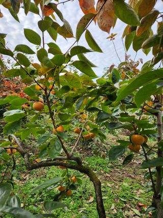 이윤기님의 농사, 무엇이든 물어보세요! · 참여글 작성글 사진