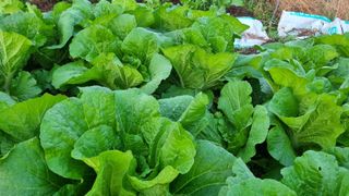 매실19924님의 농사, 무엇이든 물어보세요! · 참여글 작성글 사진