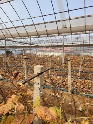 승진포도원님의 포도 · 영농일지 작성글 사진