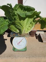 팜모닝 배추·일상 게시글 이미지