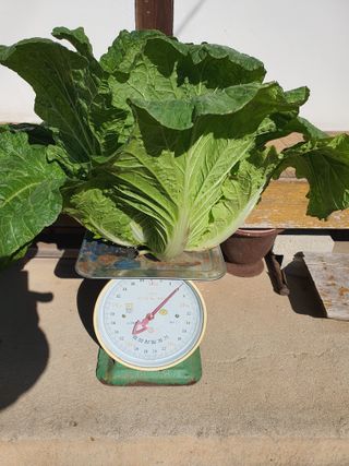 안비님의 배추 · 일상 작성글 사진