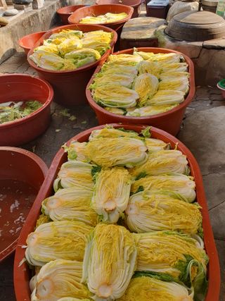 안비님의 배추 · 일상 작성글 사진