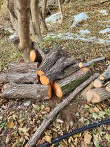 팜모닝 버섯·파종작업 게시글 이미지