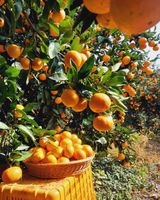 팜모닝 · 게시글 이미지