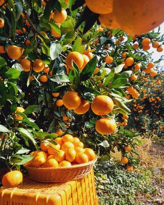 대정골귤꽃농원님의 작성글 사진