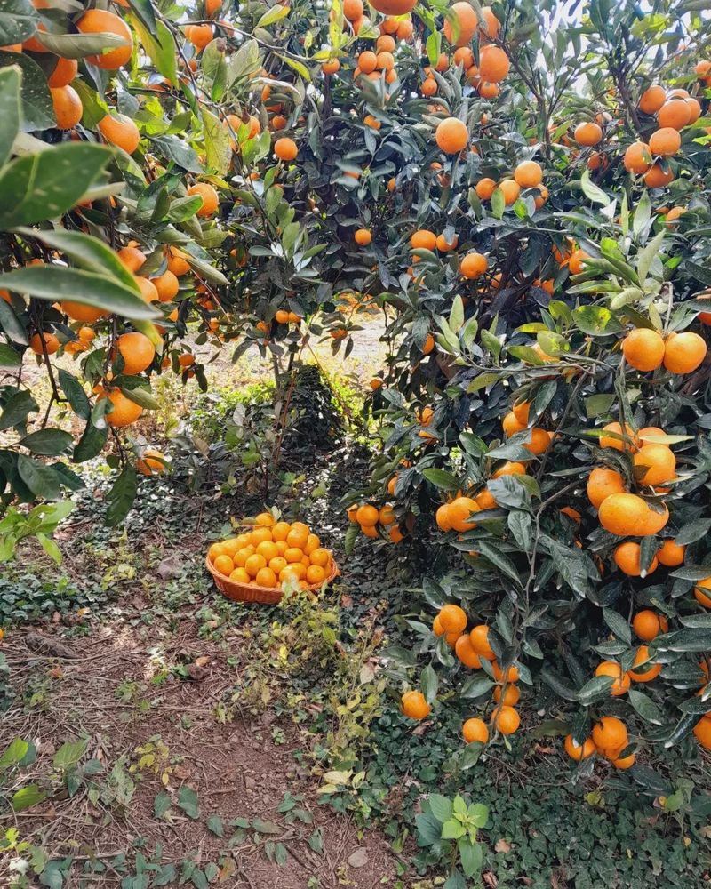 대정골귤꽃농원님의 장터 판매 상품 [대과 마감됐습니다 ] 첨부 사진