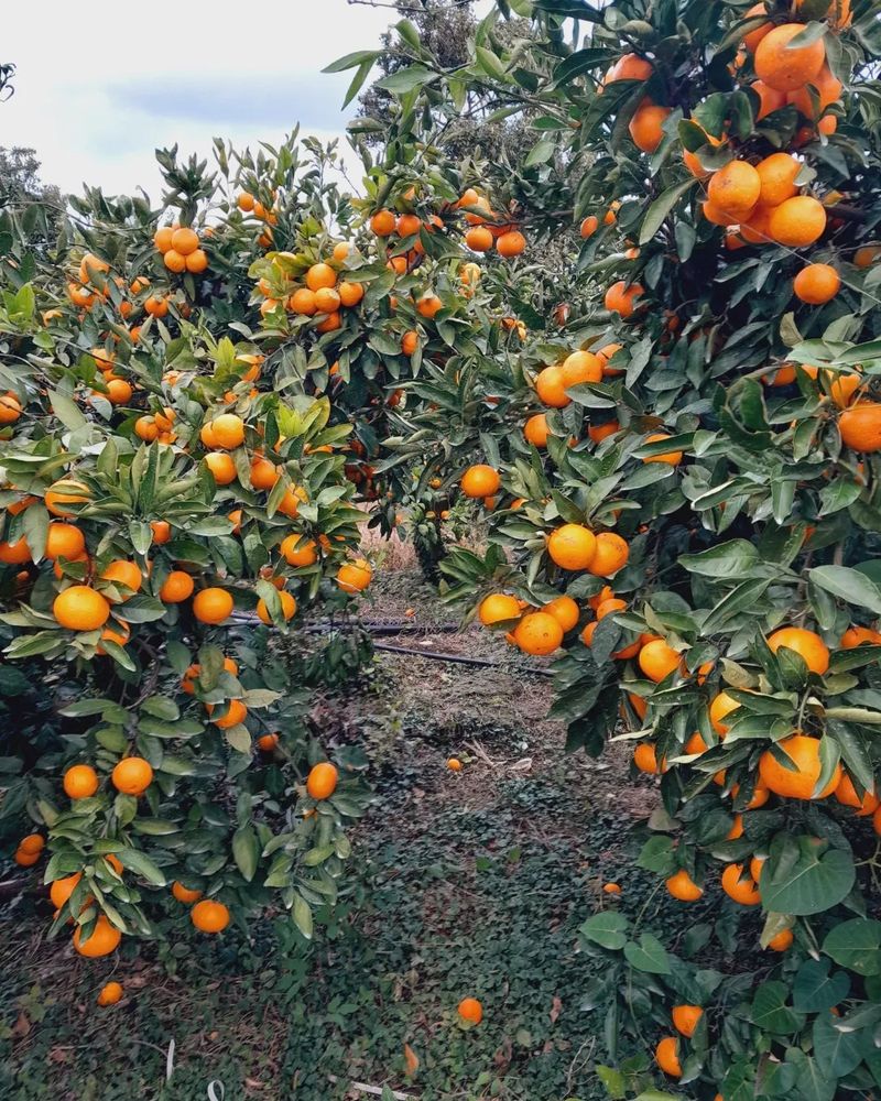 대정골귤꽃농원님의 장터 판매 상품 [대과 마감됐습니다 ] 첨부 사진