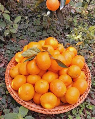 대정골귤꽃농원님의 작성글 사진