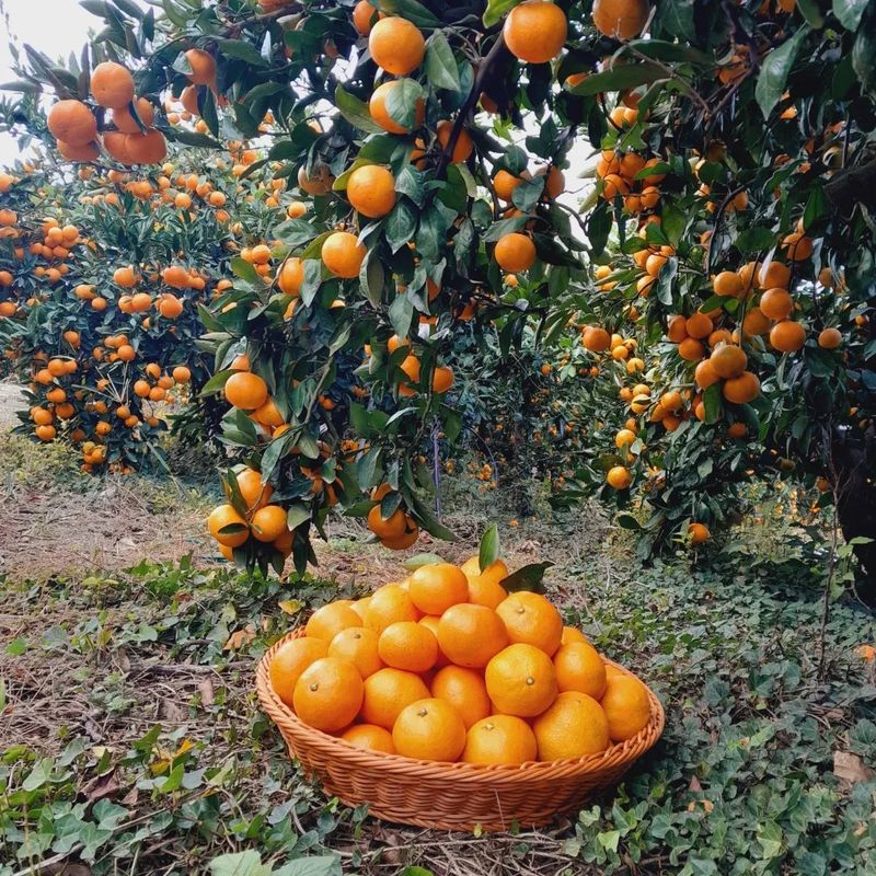 대정골귤꽃농원님의 장터 판매 상품 [대과 마감됐습니다 ] 첨부 사진