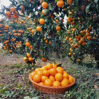 대정골귤꽃농원님의 작성글 사진