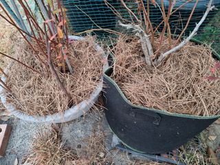 새의눈님의 블루베리 · 영농일지 작성글 사진